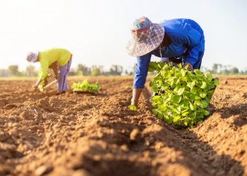 Prefeituras do AM devem comprar 30% dos alimentos da merenda escolar da agricultura familiar com produtos tradicionais, recomenda MPF